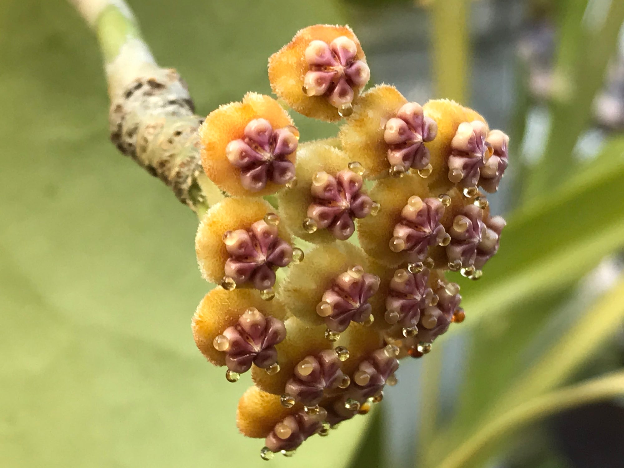 Hoya kerrii