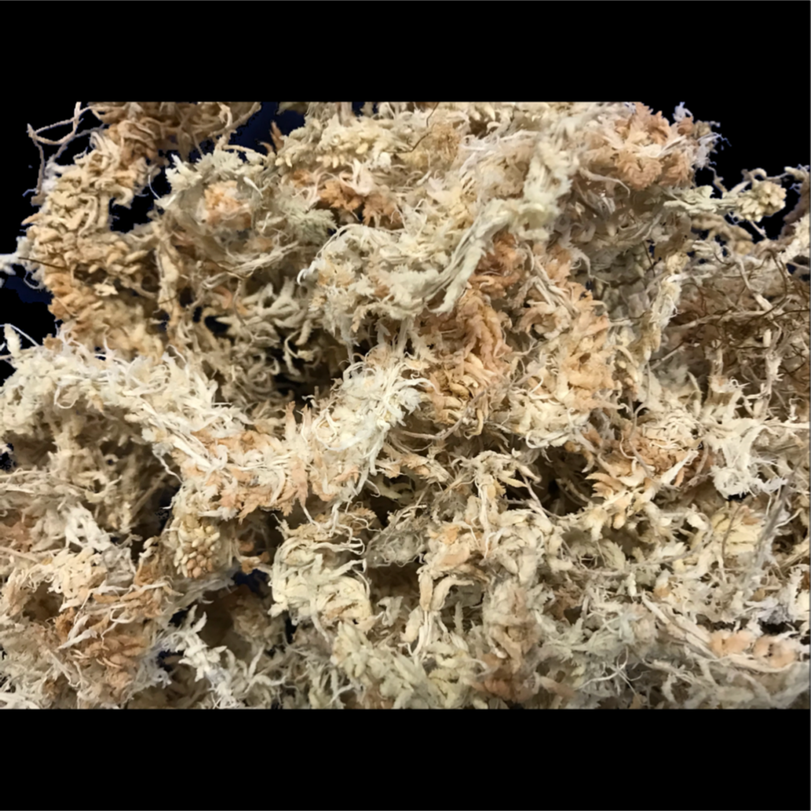 Flori-Culture Top Quality New Zealand Sphagnum Moss