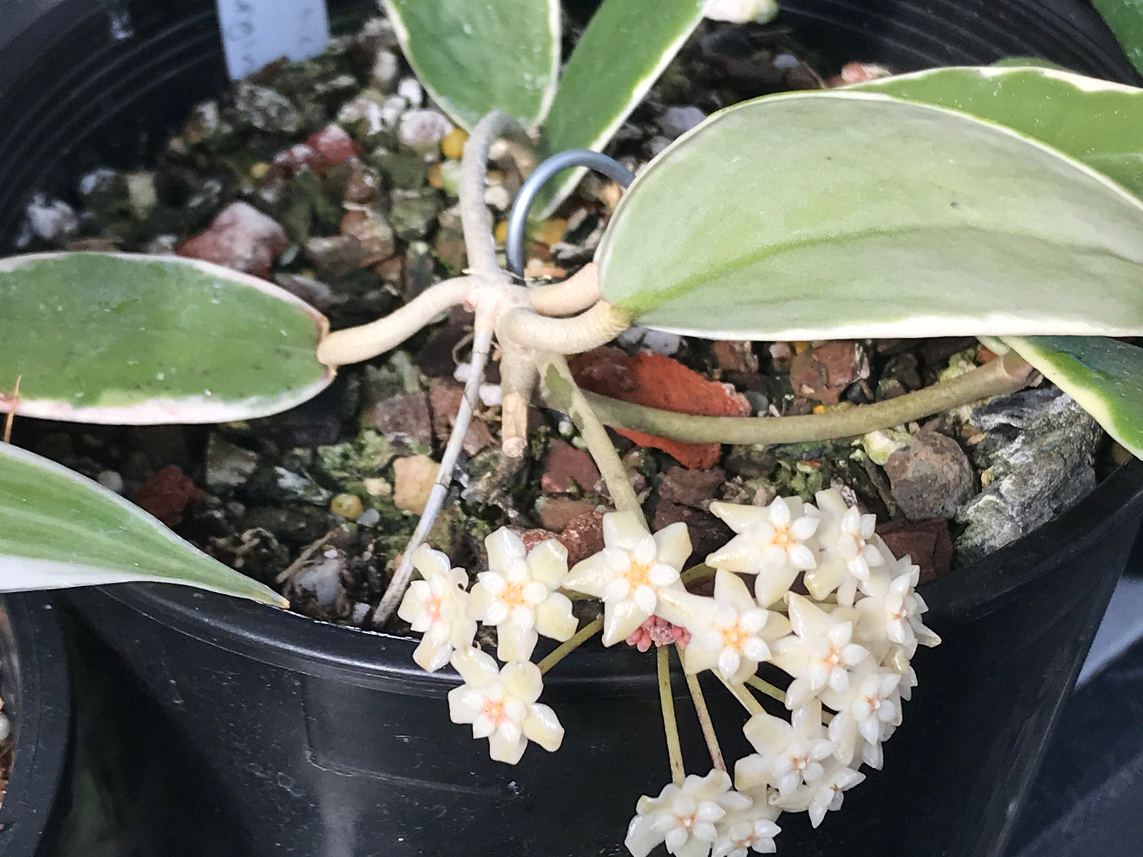 Hoya verticillata albomarginata
