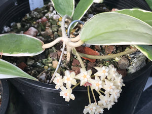 Hoya verticillata albomarginata