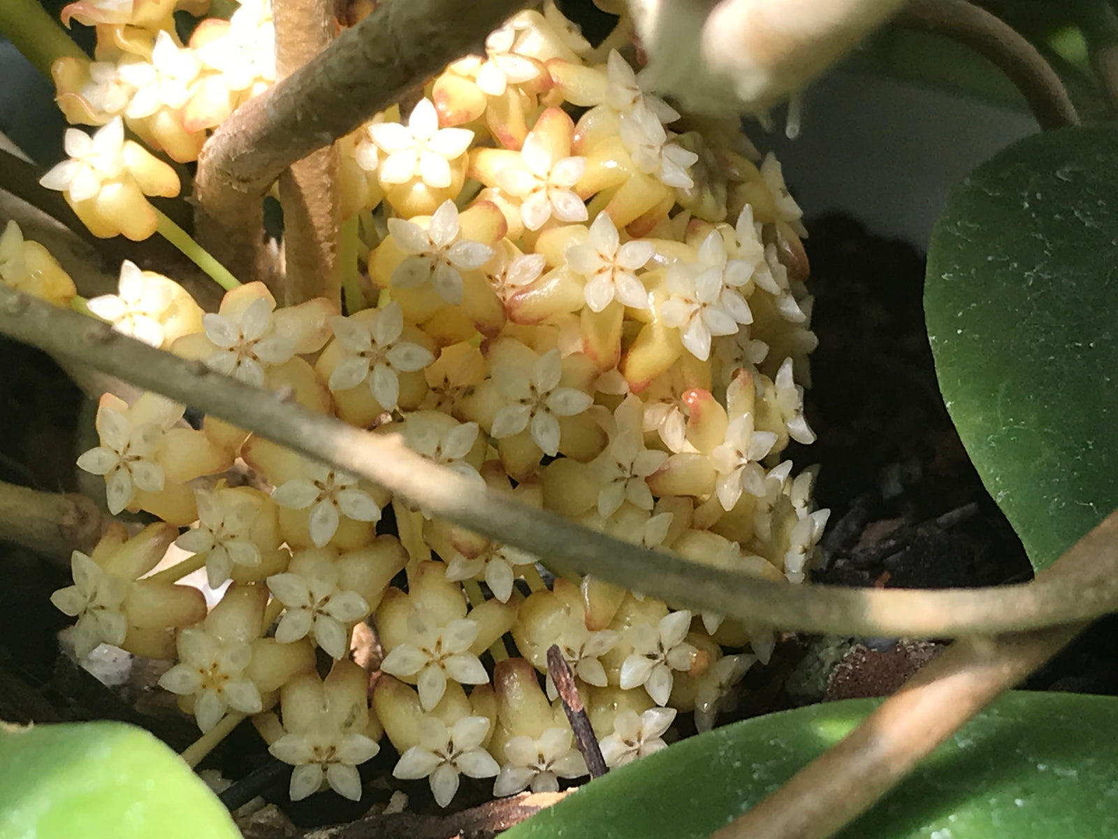 Hoya incrassata