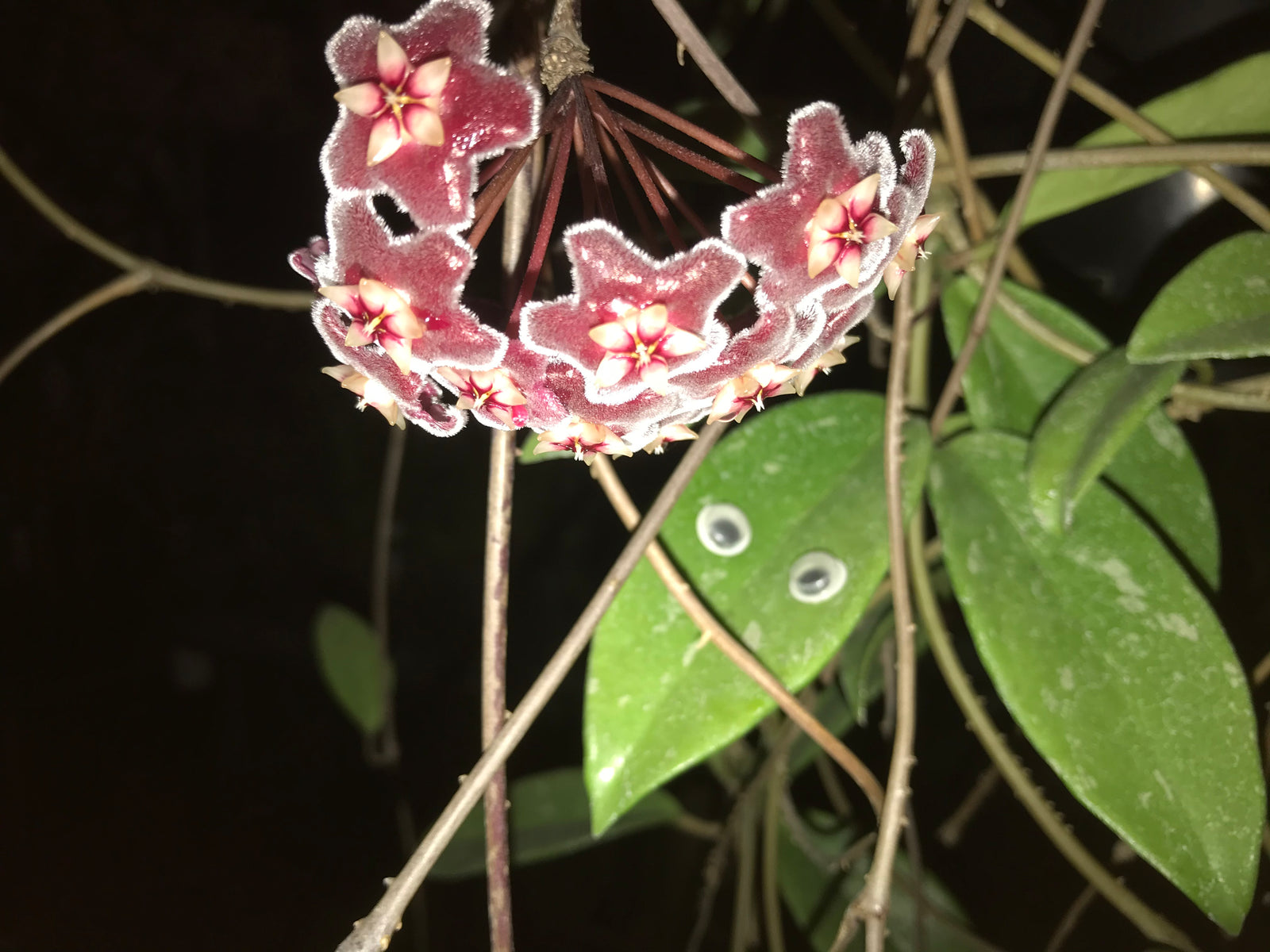 Hoya pubicaylix 'Red Buttons'