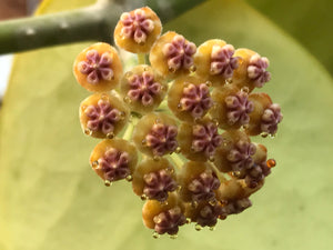 Hoya kerrii