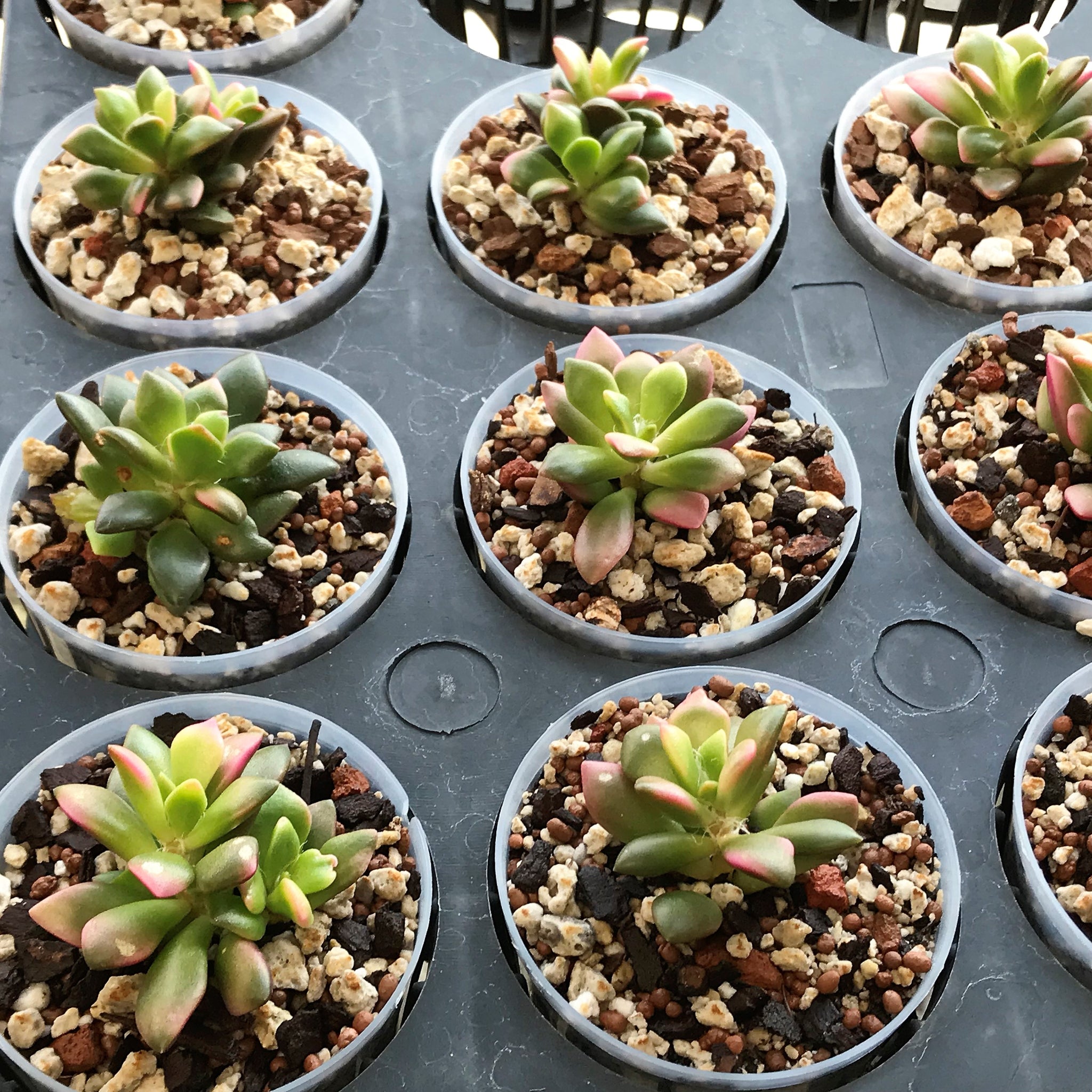 trays for plants indoor Plant Carry Trays